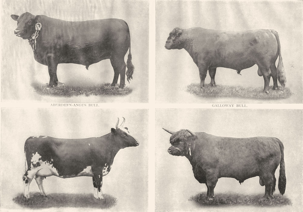SCOTCH CATTLE BREEDS. Aberdeen Angus bull; Galloway; Ayrshire cow; Highland 1910