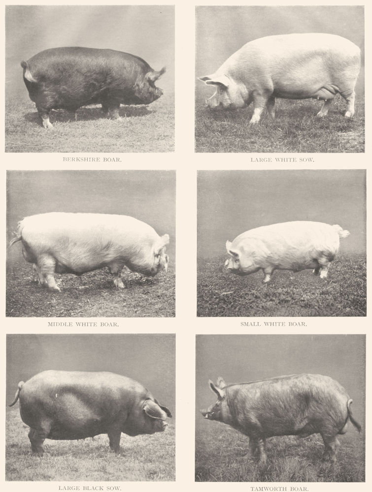 Associate Product ENGLISH PIG BOAR BREEDS. Berkshire White Sow Large Middle Black Tamworth 1910