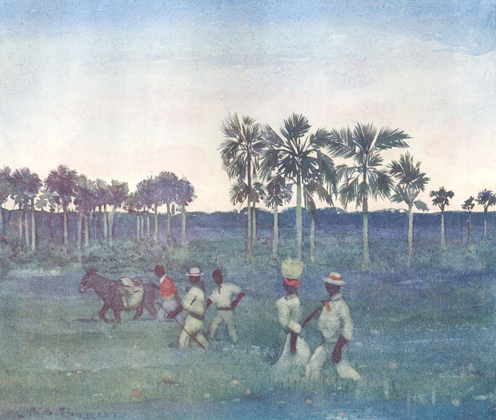 BRAZIL. Palm trees at Pirapora, Brazil 1908 old antique vintage print picture