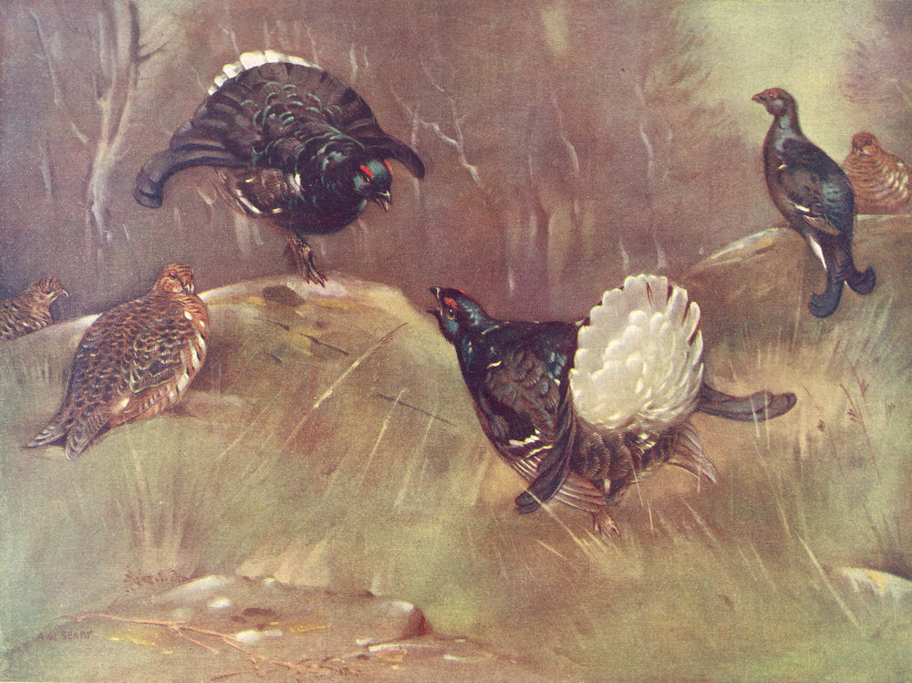 GROUSE. Grouse. Blackcock (two challenging) and Greyhen 1924 old vintage print