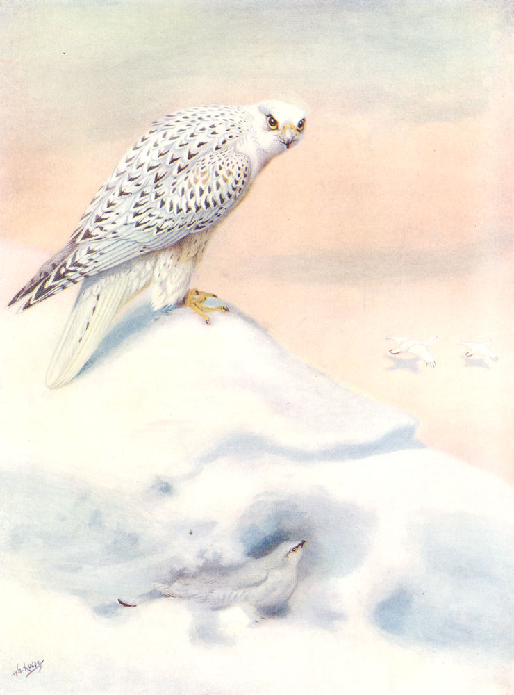 BIRDS. Grouse. Ptarmigan (Winter Plumage) hiding from Hawk 1924 old print