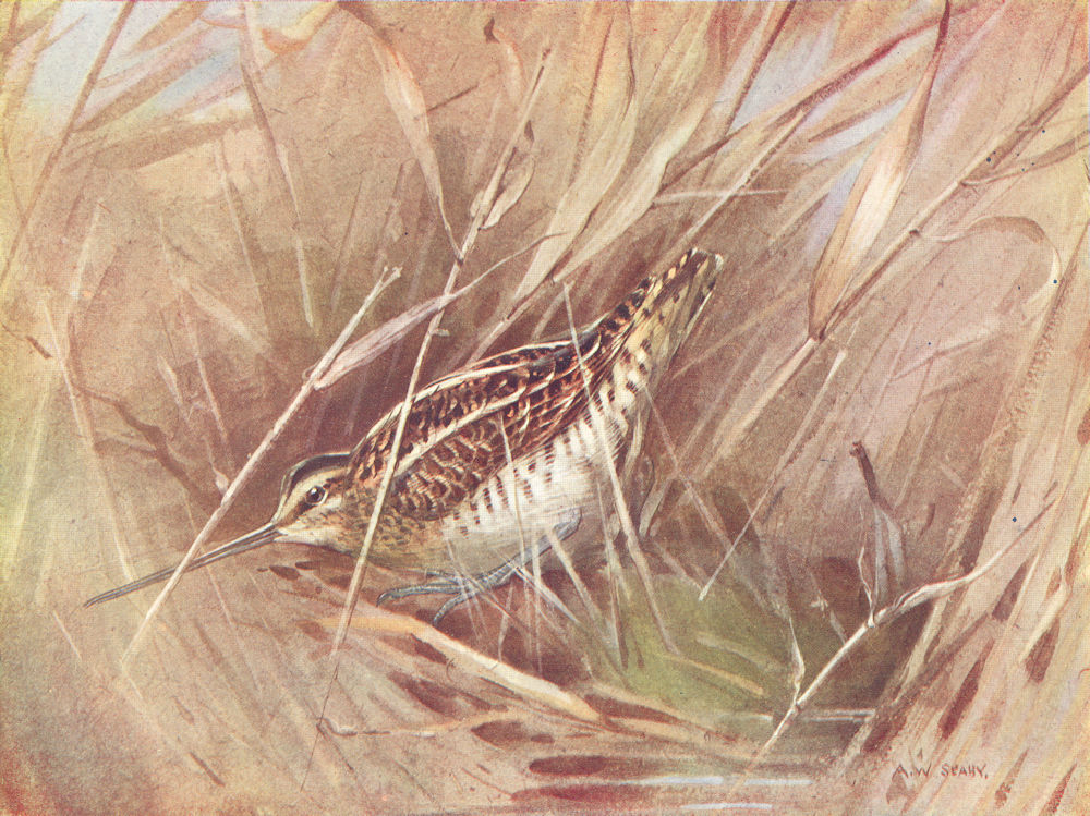 BIRDS. Woodcock and Snipe. Common-snipe crouching 1924 old vintage print