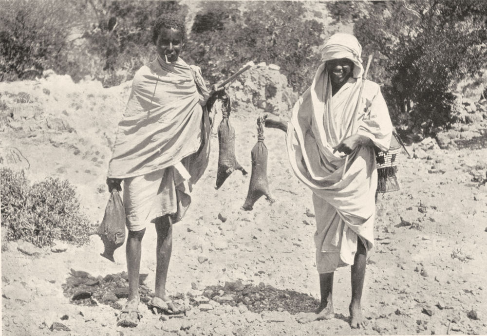 SOMALIA. Somaliland. Somali Boys carring milk in skin bags;  tobe 1900 print
