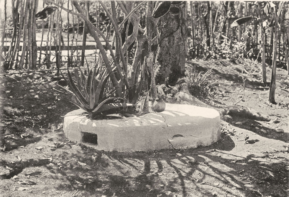 Associate Product WEST INDIES. Fetish tree, Haiti; spirits of dead inhabit certain trees 1900