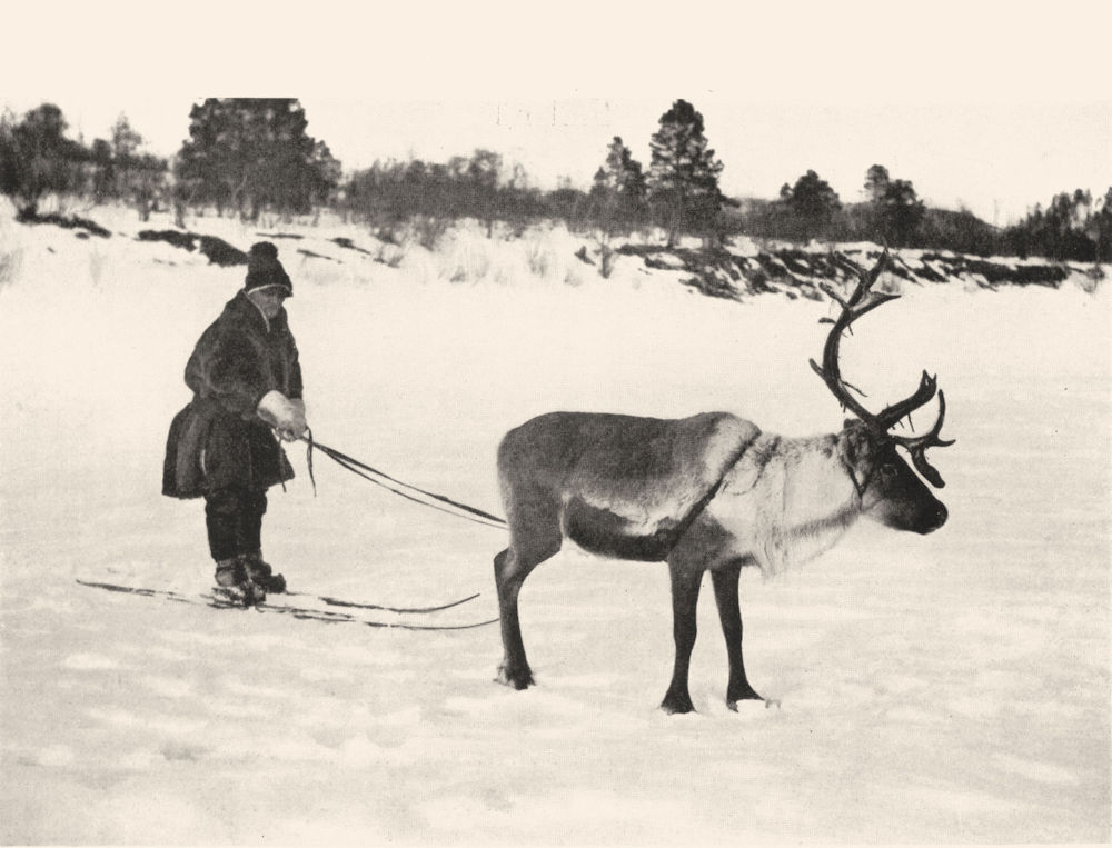 FINLAND. Driving on skis, Lapland; Lapps driving reindeer 1900 old print