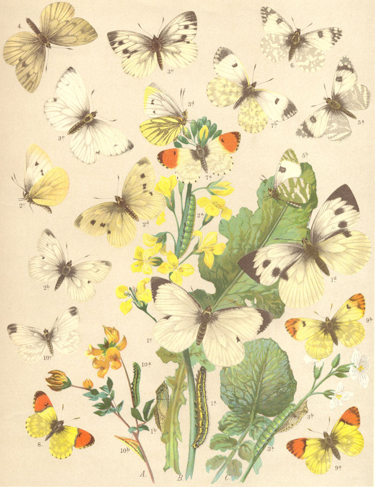 BUTTERFLIES. Pieridae; White; Green-veined; Dark Alpine; silver-streaked 1903