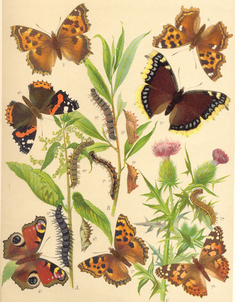 BUTTERFLIES. Tortoiseshell;Peacock;Camberwell Beauty. Red Adm. Painted Lady 1903
