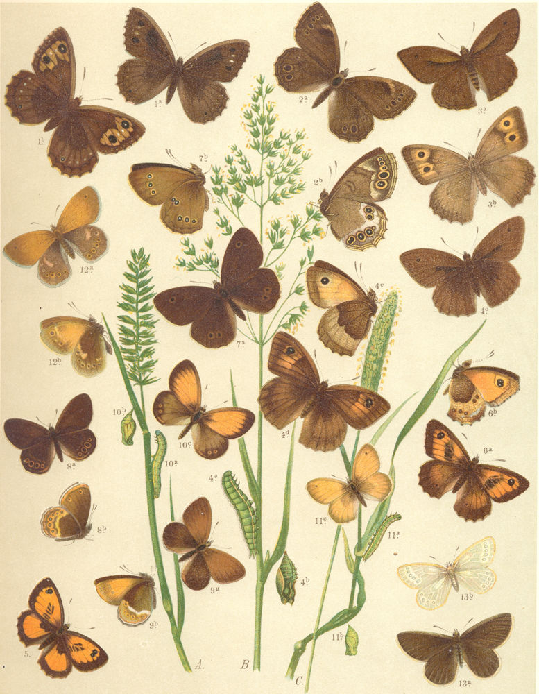 BUTTERFLIES. Satyridae; side; Ox-eye. Meadow Brown. Large Health. Ringlet 1903