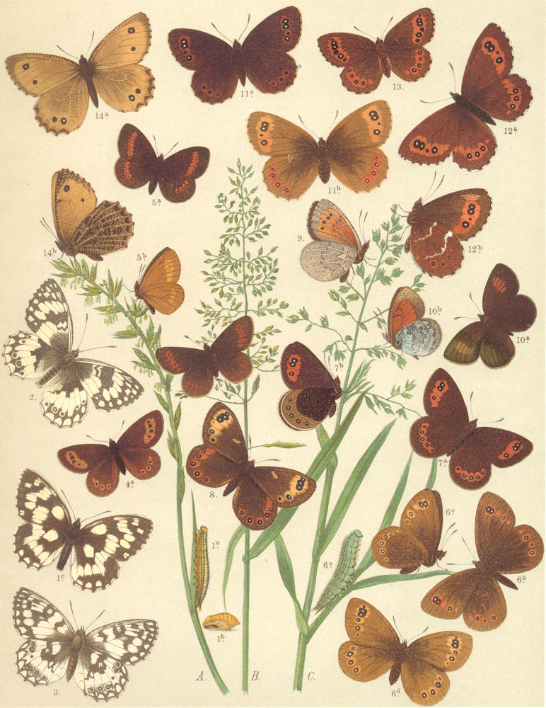 BUTTERFLIES. Satyridae;Eastern,Sicilian Marbled White;Mtn,Hill-side Ringlet 1903