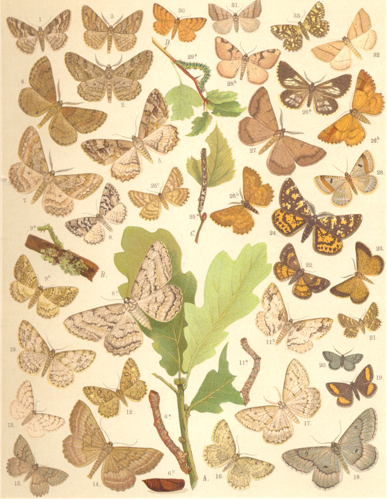 Associate Product LOOPER MOTHS.Ringed Carpet;Satin;Mottled,Gt Oak,Pale,Speckled,Willow Beauty 1903