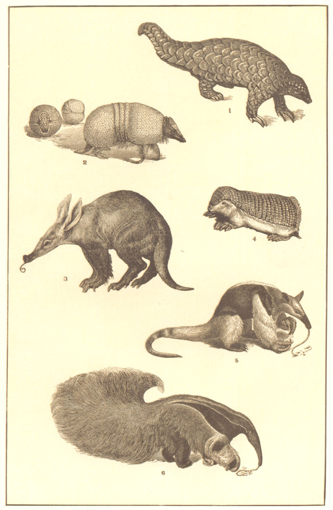 Associate Product ANIMALS. Pangolin;3-banded Armadillo;Aardvark;Pichiciago;Tamandua;Ant-Eater 1907