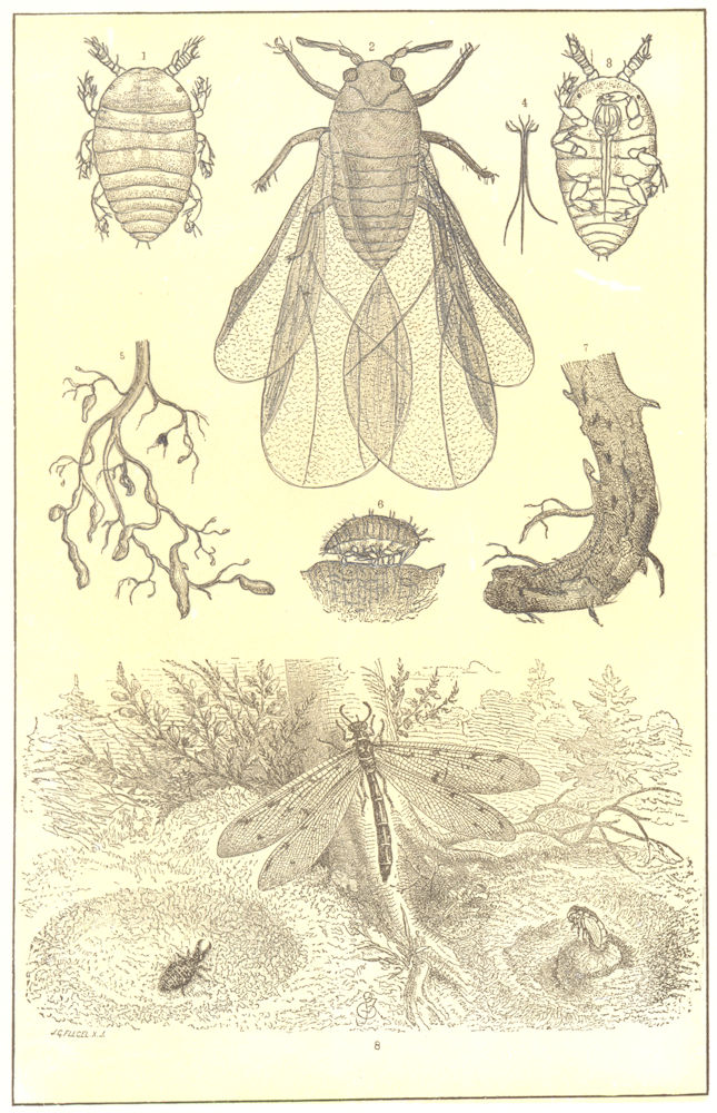 APHIS ANT-LION. Phylloxera Vastatrix. Colonies; Myrmeleon formicarius-Pupa 1907