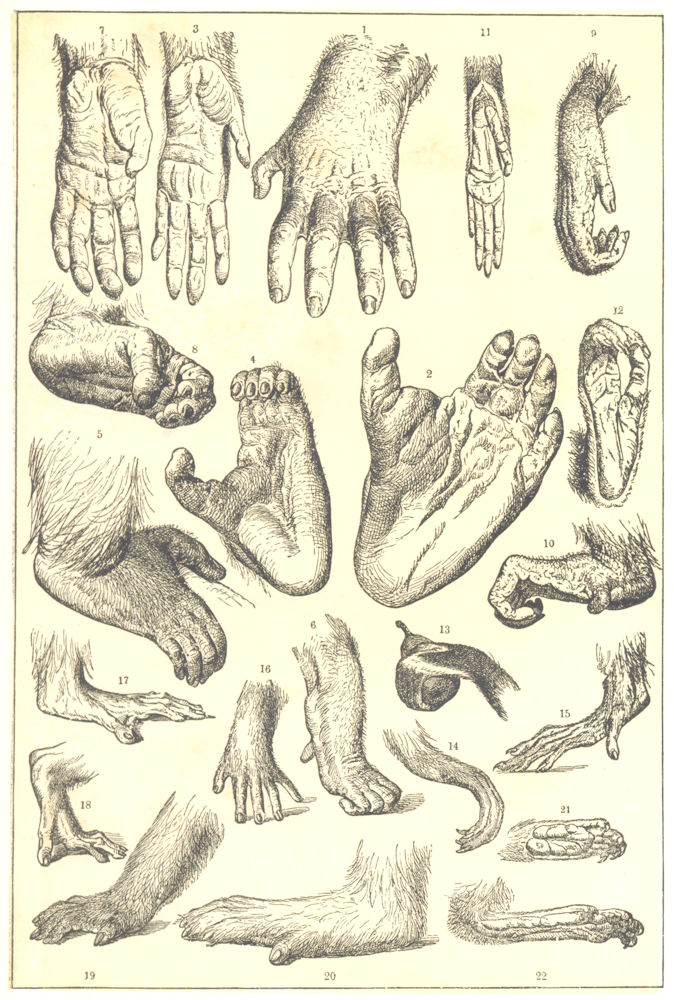 Associate Product APE HANDS FEET.Gorilla;Chimp;Orang-Utan;Gibbon;Guereza;Barbary Night;Baboon 1907