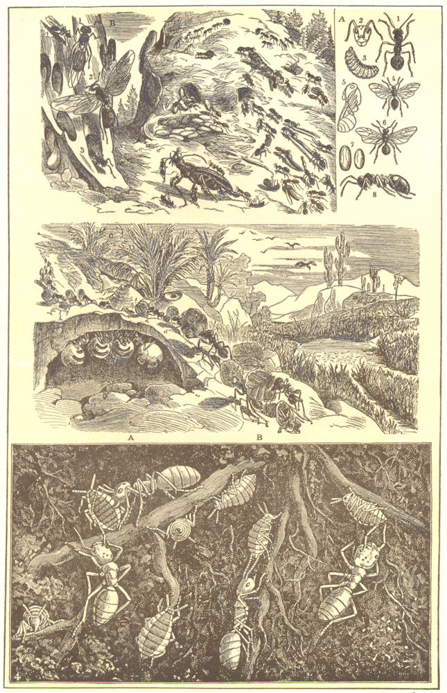 Associate Product ANTS. Red Ant, Horse Ant, Honey Ant, Leaf-Carrying Ant, Yellow Ant 1907 print