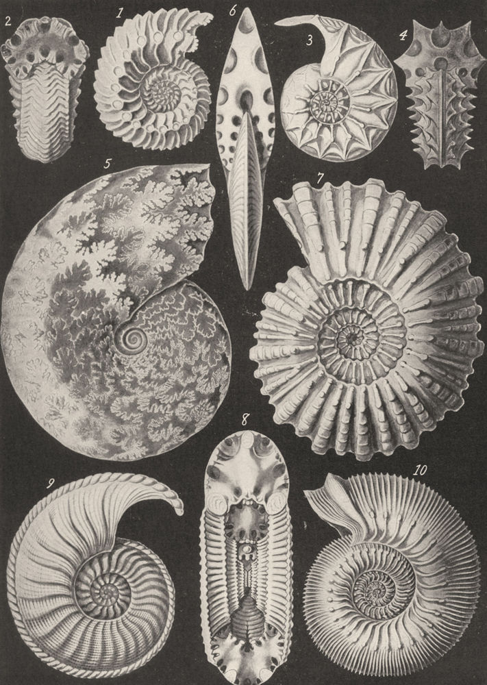 Associate Product AMMONITES. cordatus,Coupei,opulentus,mammillaris,cavernosus,rotula,Humphryi 1907