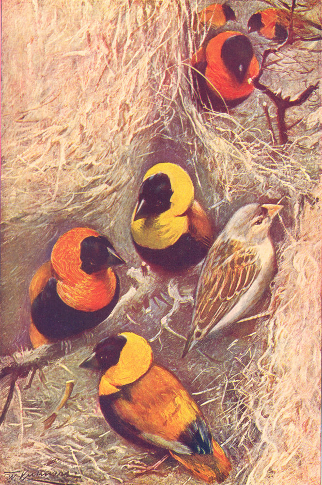 Associate Product BIRDS. Weaver Birds (Ploceus franciscanus)  1907 old antique print picture