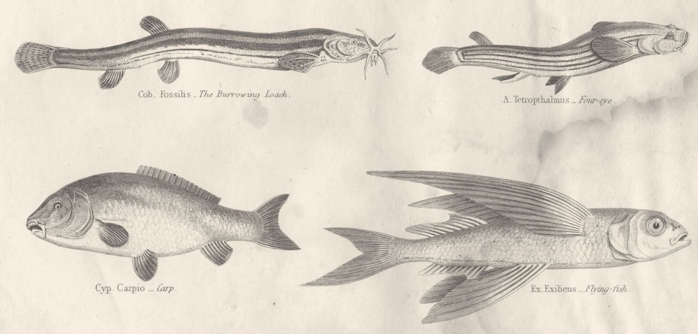 Associate Product FISH. Abdominales Cyprinus. Cob. Burrowing Loach- eye; Carp; Flying  1880