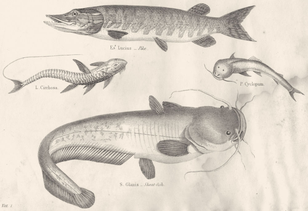 Associate Product FISH.Abdominales Esox.Exocoetus-Silurus.Pimelodes Loricaria;Pike;Sheat 1880