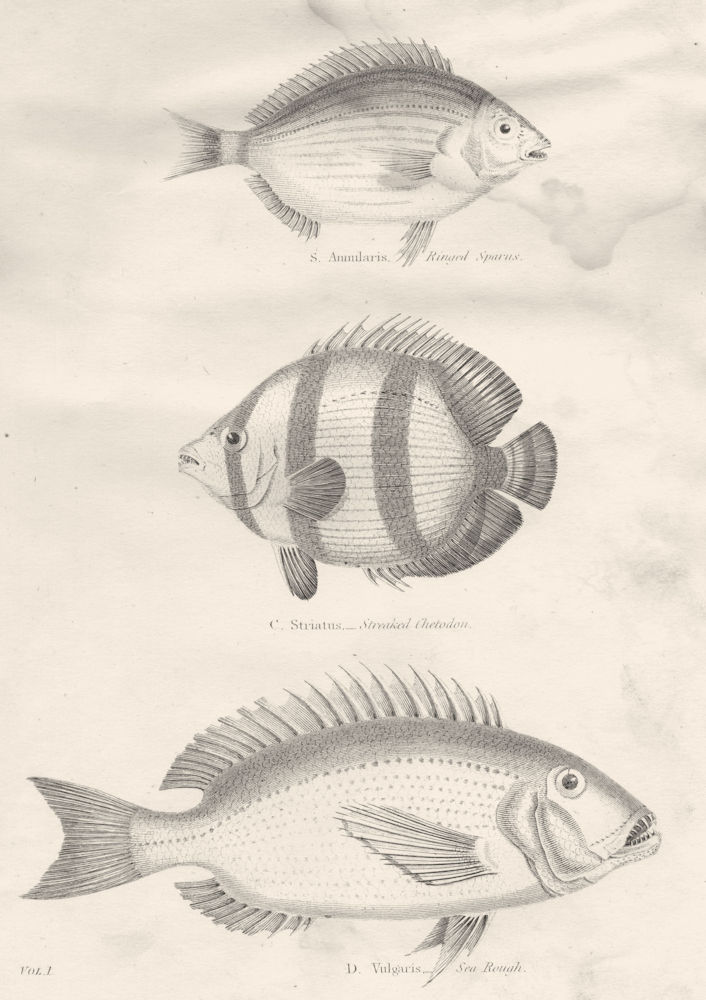 Associate Product FISH. Acanthopterygii Sargus Dentex. Chaetodon; Sparus; Streaked Chetodon 1880