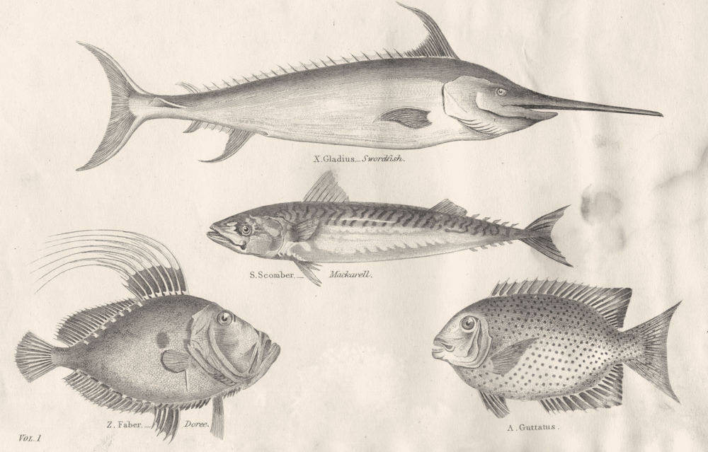 Associate Product FISH.Acanthopterygii Scomber,Xiphias,Amphacanthus;Swordfish;Mackerel;Doree 1880