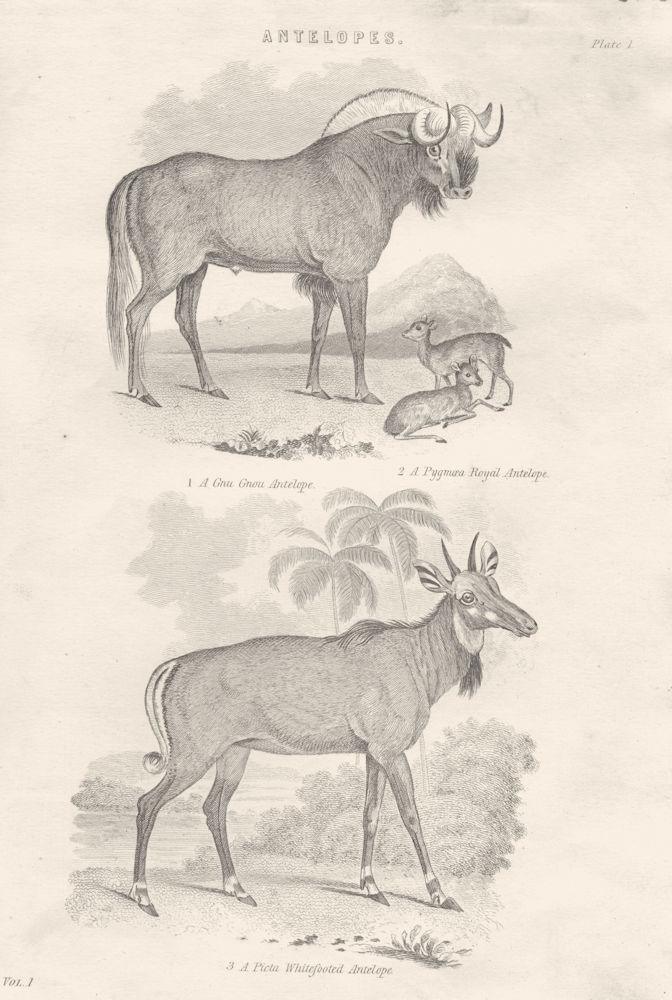 Associate Product MAMMALS. Antelopes; gnu gnou Antelope; Pygmaea Royal; Picta Whitefooted 1880