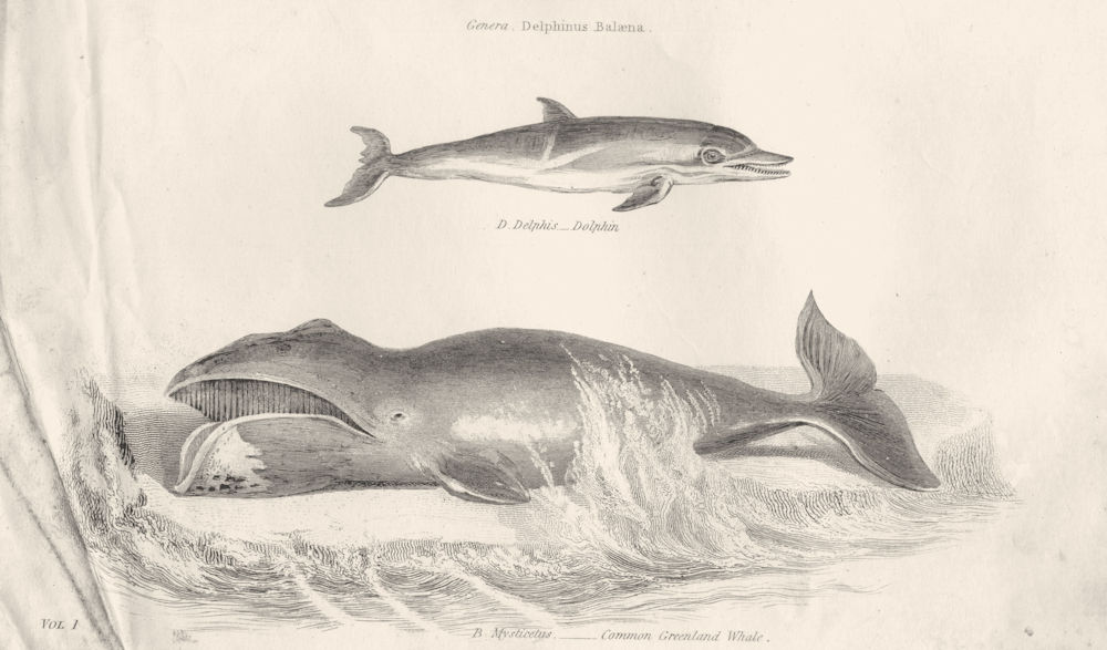 Associate Product AQUATIC MAMMAL.Delphinus Balaena;Delphis-Dolphin;Mysticetus-Greenland Whale 1880