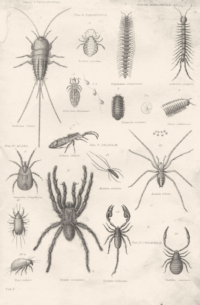 SPIDERS. Arachnida; Forbicina Vittata; Podura Villosa; Pediculus humanus 1880