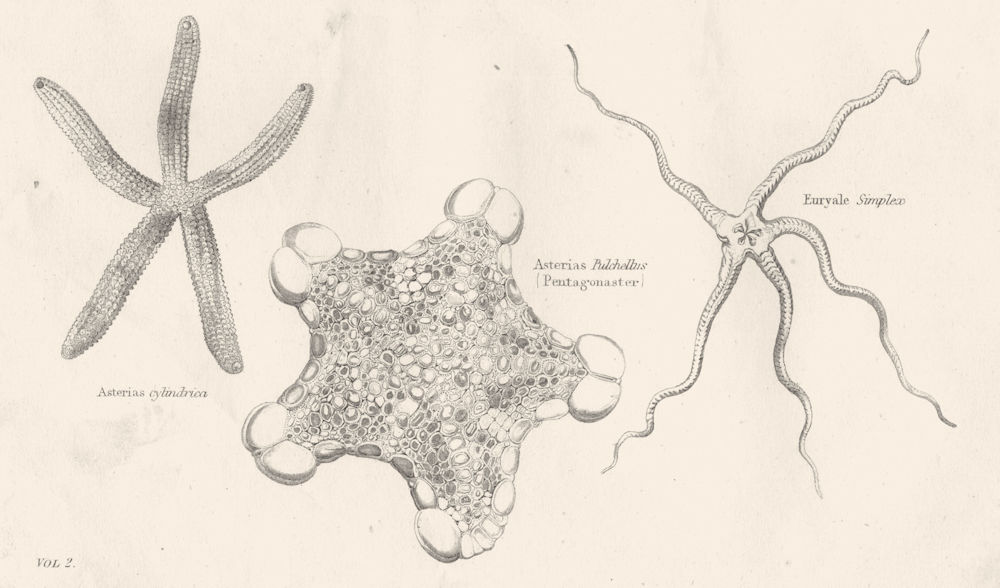 SEA STARS.Asterias;Cylindrica;Pulchellus(Pentagonaster);Euryale Simplex 1880