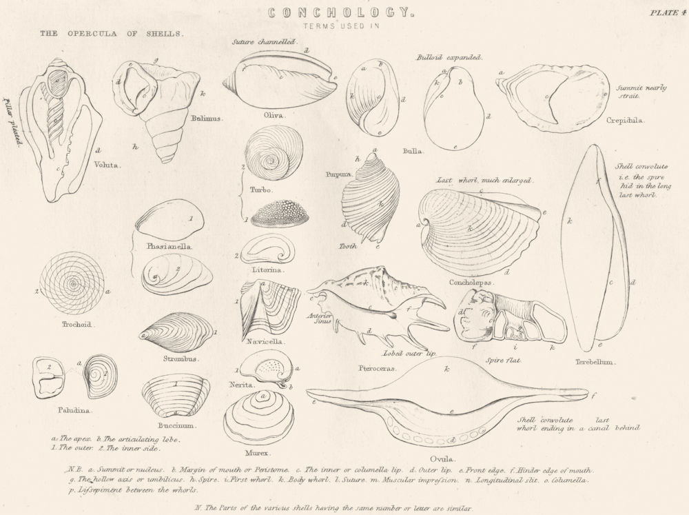 Associate Product CONCHOLOGY. Opercula Shells; Pk. nucleus; peristome; spire; whorl; Suture 1880