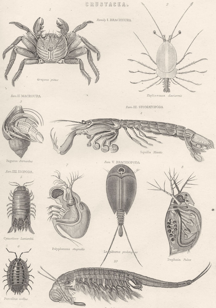 Associate Product CRUSTACEANS. Brachyura; Grapsus Pictus. Phyllosoma clavicornis; Macroura 1880