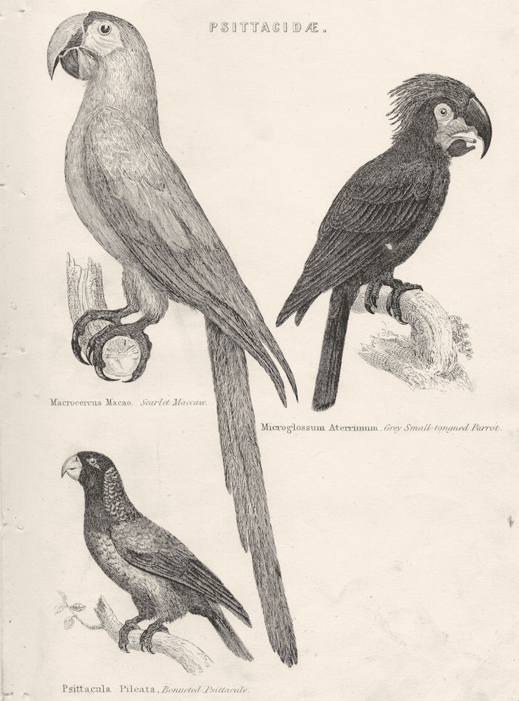 PSITTACIDAE. Scarlet Maccaw; Grey- tongued Parrot; Bonneted Psittacule 1880