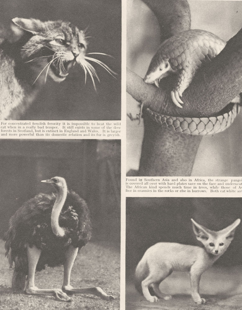 LONDON ZOO. Pangolin. Wild cat; Ostrich; Fennic Fox 1926 old vintage print