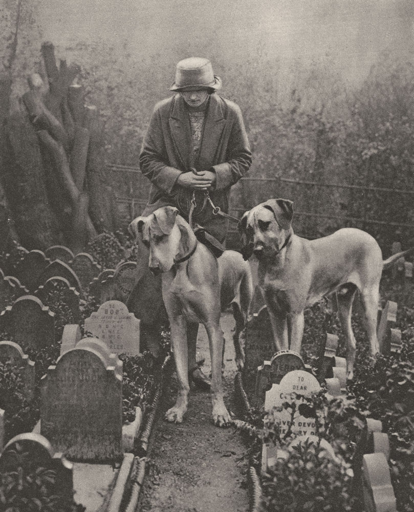 LONDON. Great Danes in the dogs cemetery, Victoria gate, Bayswater Road 1926