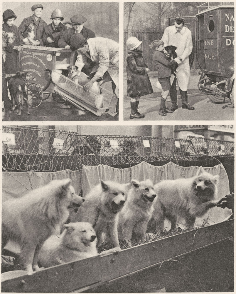 ANIMAL WELFARE.Dog ambulances.National Canine Defence League. London 1926