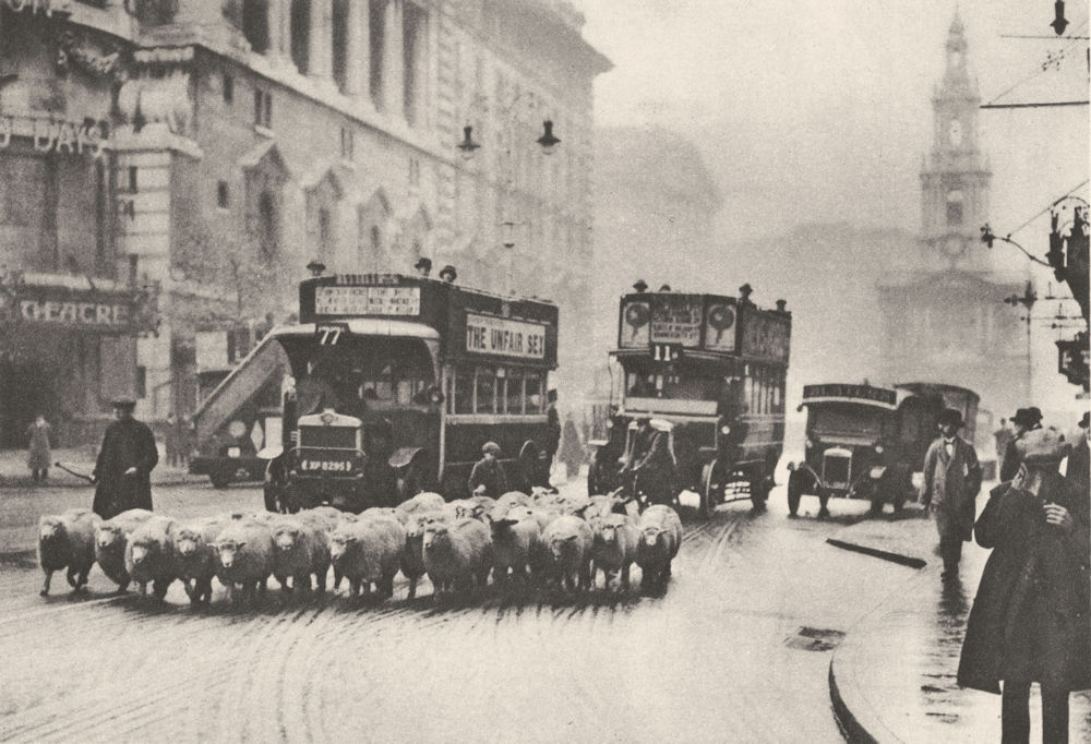 Associate Product LONDON. Flock of sheep incongruous among traffic Strand buses 1926 old print