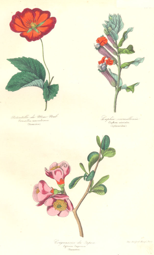 BOTANICALS. potentilla macuabiana; cuphea miniata; cydonia japonica 1852 print
