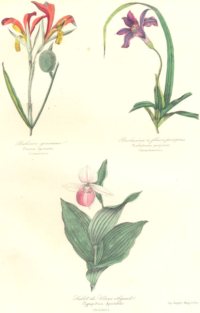 BOTANICALS. canna speciosa; barbacenia purpurea; cypripedium spectabile 1852
