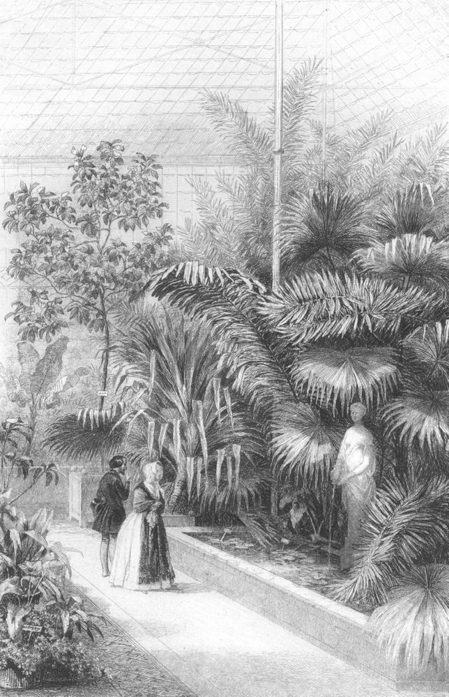 BOTANICALS. Plantes Tropicales 1852 old antique vintage print picture