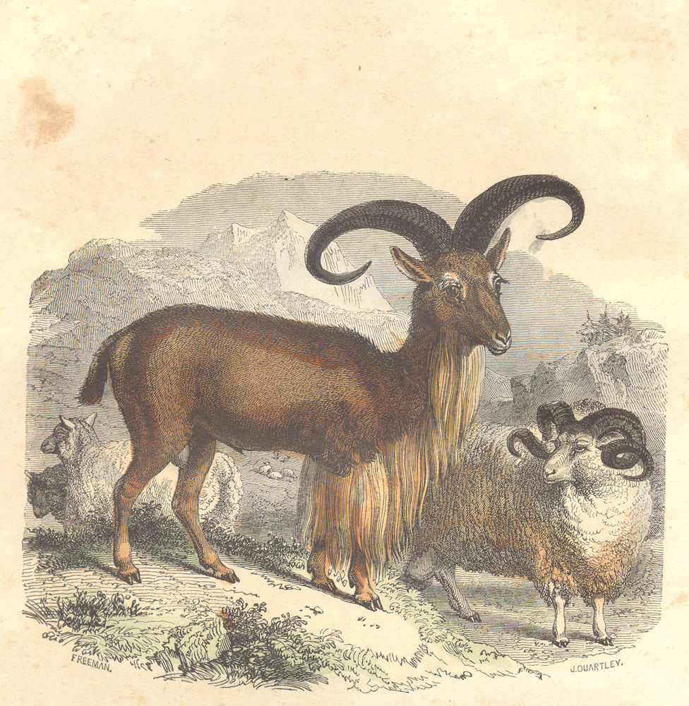 Associate Product SHEEP. Sheep ordinary Mouflon cuffs; Aries Merino 1873 old antique print