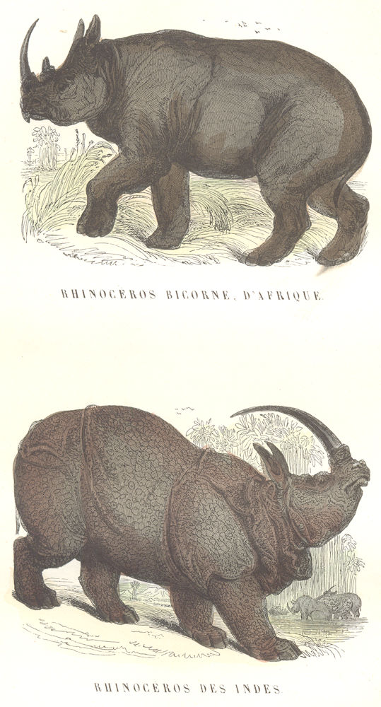 AFRICA. Quadrupeds. Bicorne Rhino, On Africa, India 1873 old antique print
