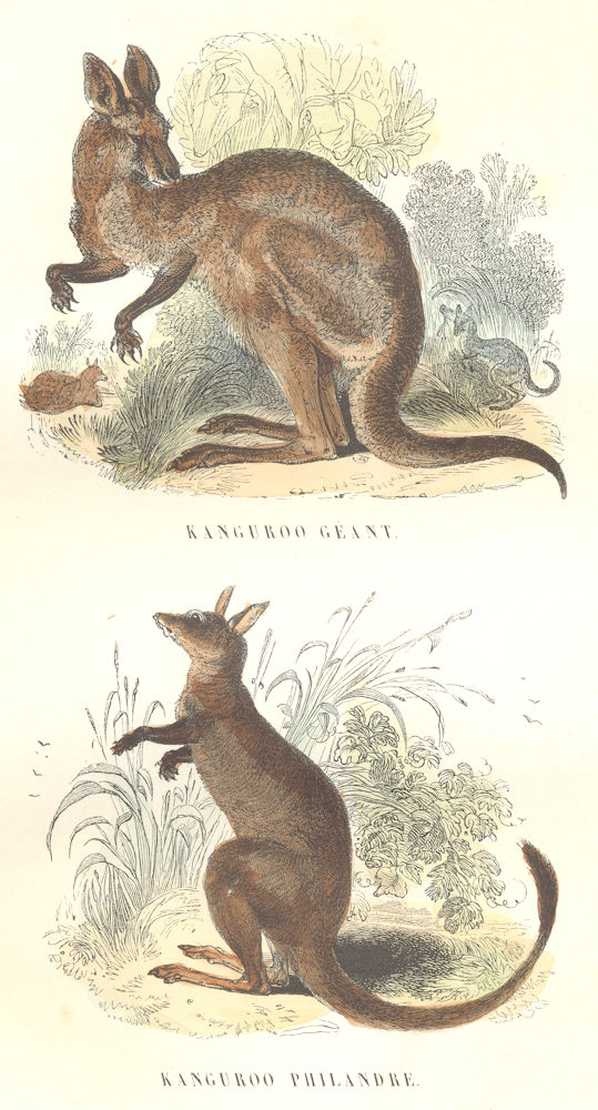 MAMMALS. Giant Kangaroo, Kangaroo Philandre 1873 old antique print picture