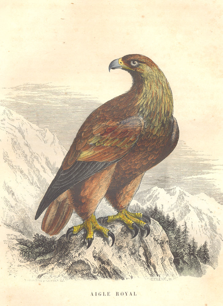 BIRDS. Golden Eagle 1873 antique vintage print picture