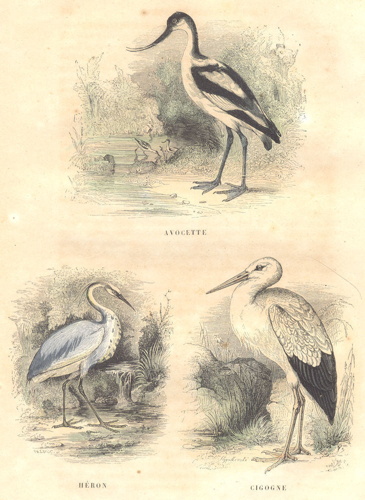 Associate Product BIRDS. Order of waders. Avocet, Heron, Stork 1873 old antique print picture