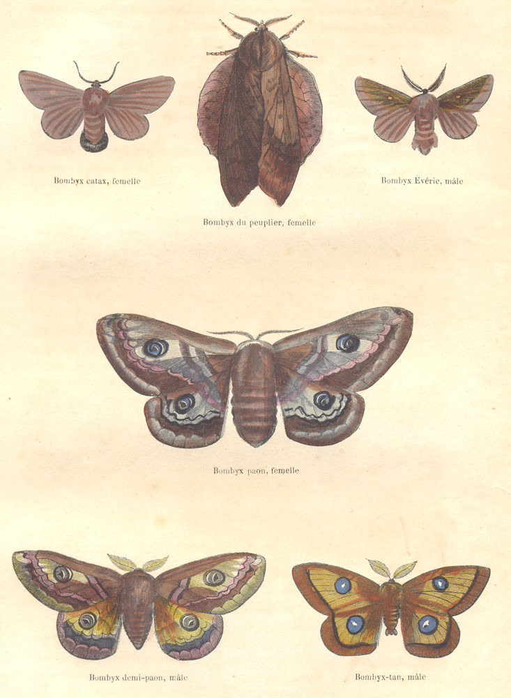 SILKMOTHS. Insects. Bombyx catax, poplar Évérie; peacock half; tan 1873 print