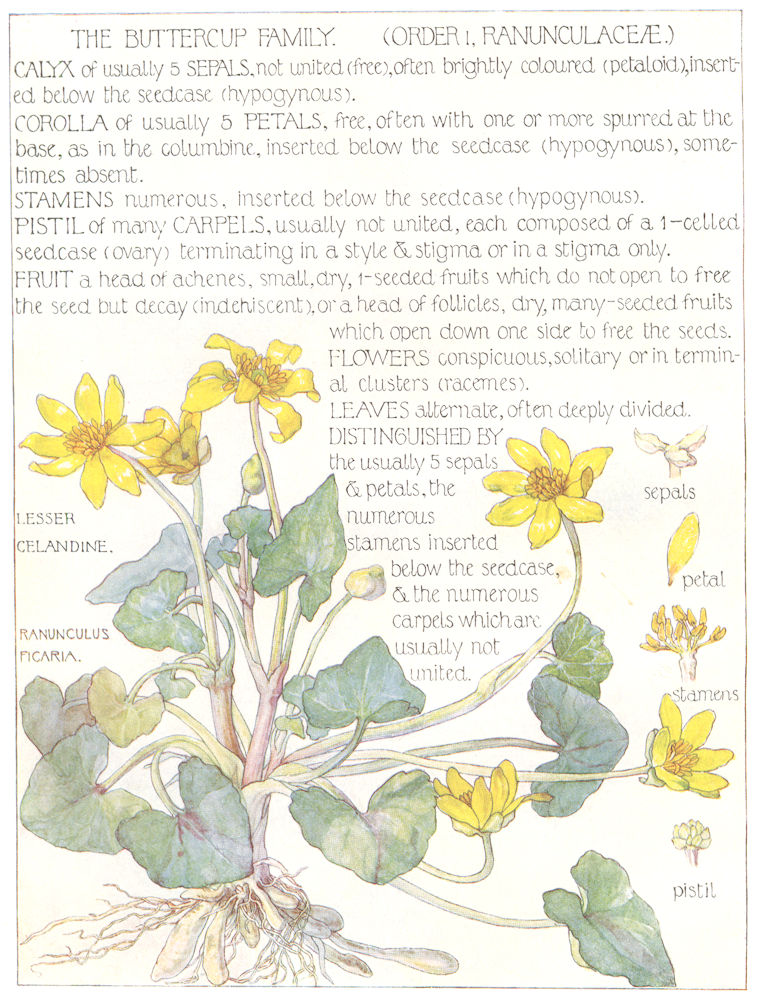 FLOWERS. Buttercup family. Ranunculaceae. Lesser Celandine 1907 old print