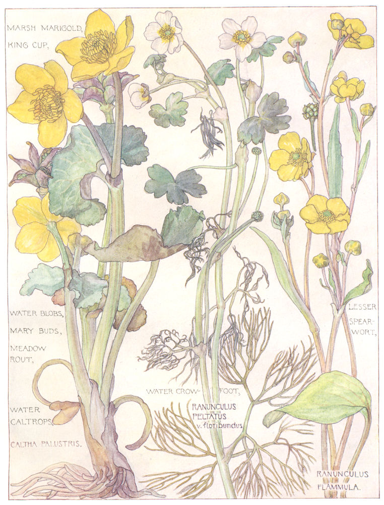 BUTTERCUPS. Ranunculaceae. Marsh Marigold; King Cup; Lesser Spearwort 1907