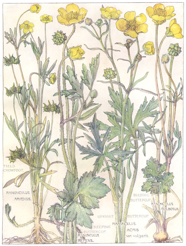 BUTTERCUPS. Ranunculaceae.Field Crowfoot;Bulbous,Upright,Creeping Buttercup 1907