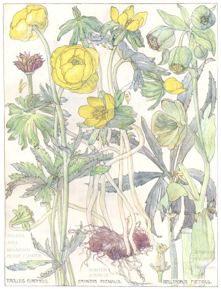 BUTTERCUPS. Golden Ball; Globe Flower;Stinking Hellebore Setterwort;Aconite 1907