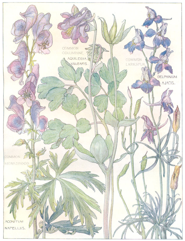 BUTTERCUPS.Ranunculaceae.Common Columbine;Common Larkspur;Common Monkshood 1907