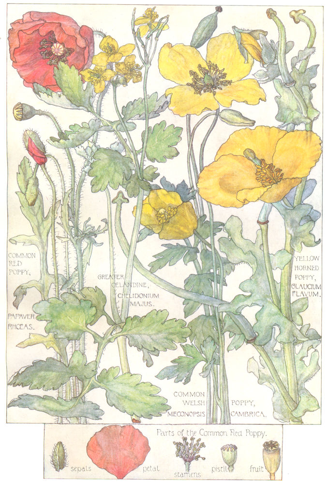 POPPIES. Papaveraceae. Red, Yellow horned, Welsh Poppy; Greater Celandine 1907